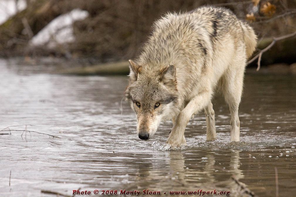 The Wolf Named Wigo- A Good Sport (A ChatGPT Story)
