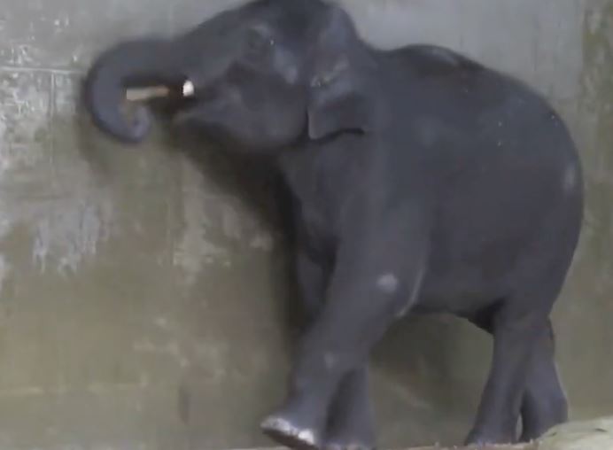 Beco the Elephant vs the KAP7 Ball!